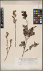 Foto von Salix aurita L.